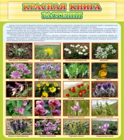 Стенд "Красная книга - растения" - fgospostavki.ru - Королёв