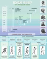 Стенд "Эволюция человека" Вариант 1 - fgospostavki.ru - Королёв