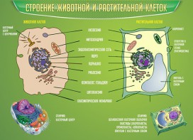 Стенд "Строение животной и растительной клеток" - fgospostavki.ru - Королёв