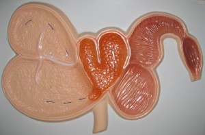 Модель барельефная "Желудок жвачного животного" - fgospostavki.ru - Королёв