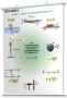 Плакаты по физике для оформления кабинета. - fgospostavki.ru - Королёв